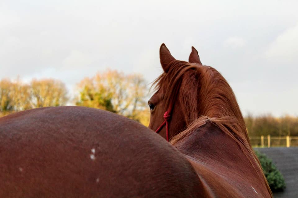 89948550_128730592030362_6833129432761237504_n-1