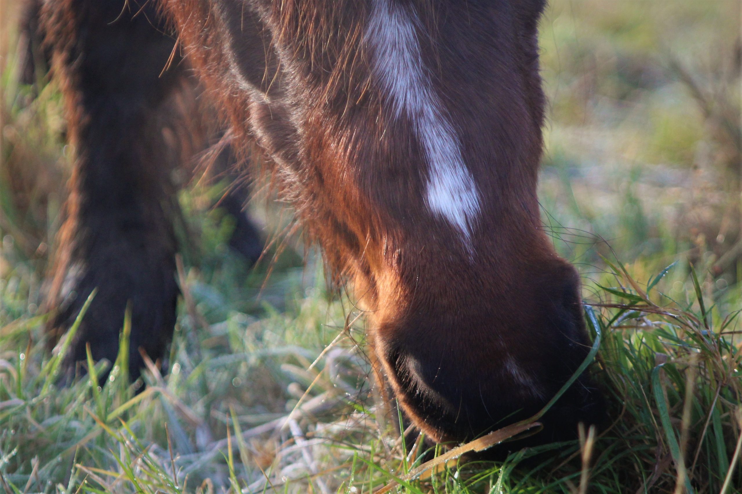 EVAYA cheval, Galice, Surzur Morbihan