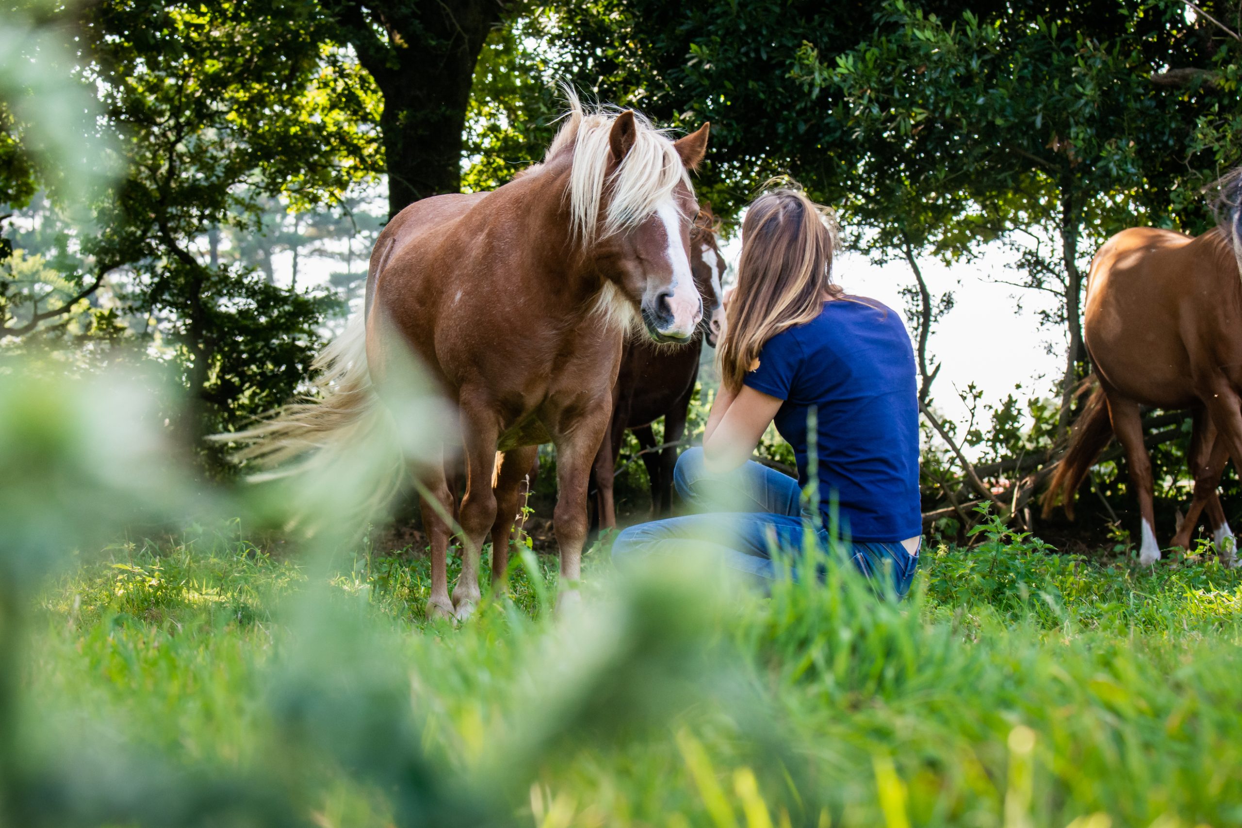 EVAYA, KINESIOLOGIE ET EQUICOACHING, SURZUR MORBIHAN