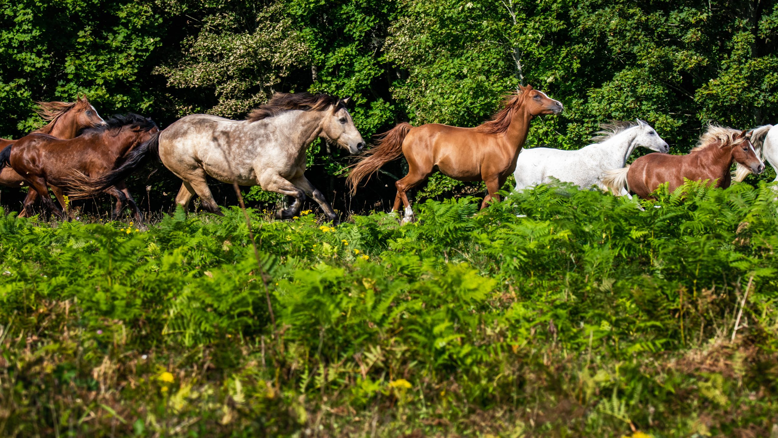 EVAYA, KINESIOLOGIE, EQUICOACHING, MORBIHAN SURZUR